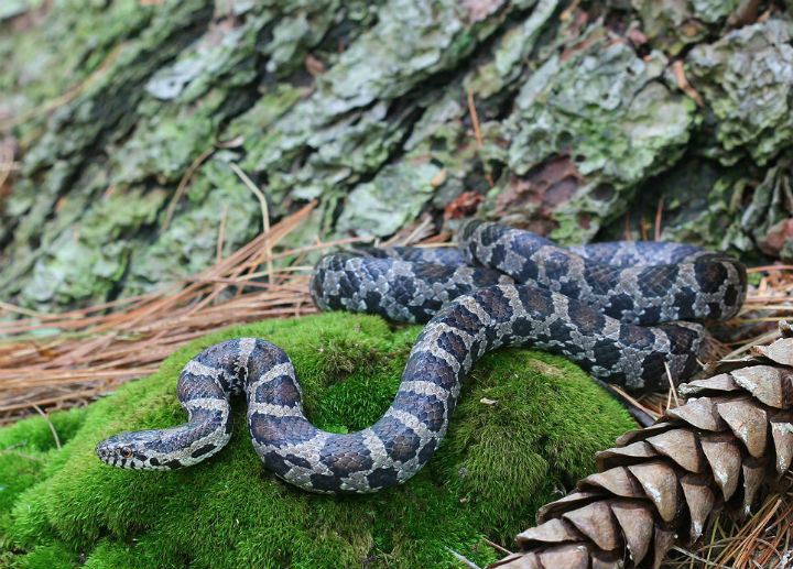 Eastern Milk Snake